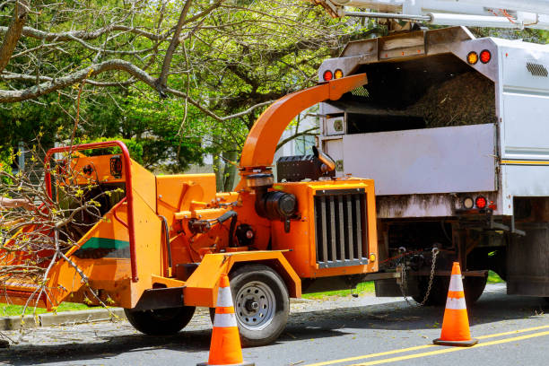 Best Stump Grinding and Removal  in Perth Amboy, NJ