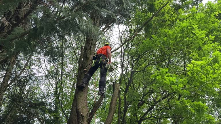 Best Commercial Tree Services  in Perth Amboy, NJ