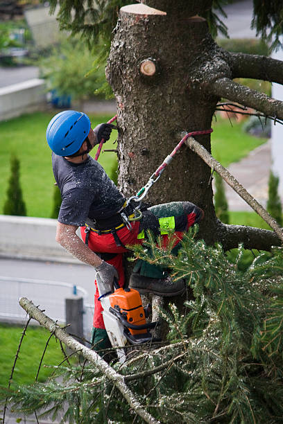 Best Tree Risk Assessment  in Perth Amboy, NJ