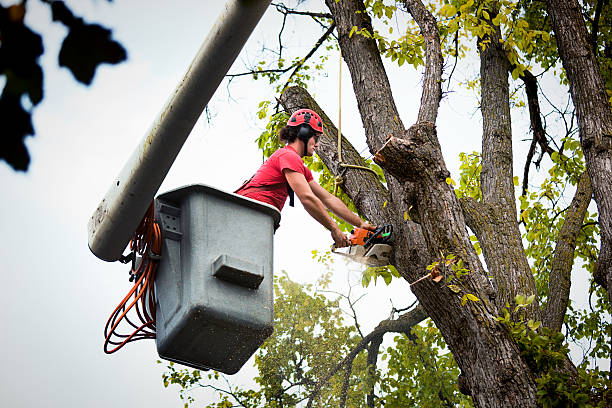 Best Tree Preservation Services  in Perth Amboy, NJ