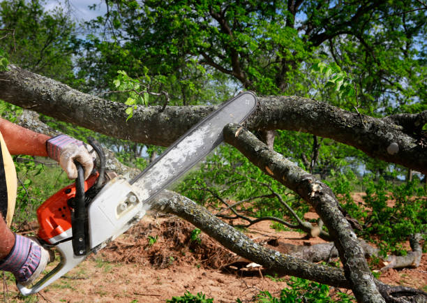 Best Seasonal Cleanup (Spring/Fall)  in Perth Amboy, NJ