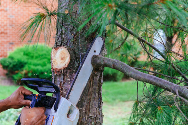 How Our Tree Care Process Works  in  Perth Amboy, NJ